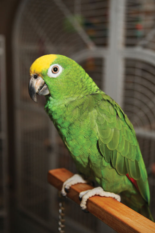 Therapeutic birds